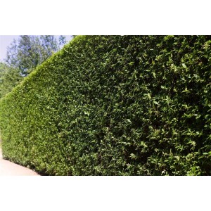 Dichte, grüne Ligusterhecke (Ligustrum ovalifolium) als Sichtschutz im Garten.