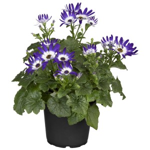 Greiskraut 'Senetti Violet Bicolor' im Topf, lila-weiße Blüten, Frühjahrsbepflanzung.