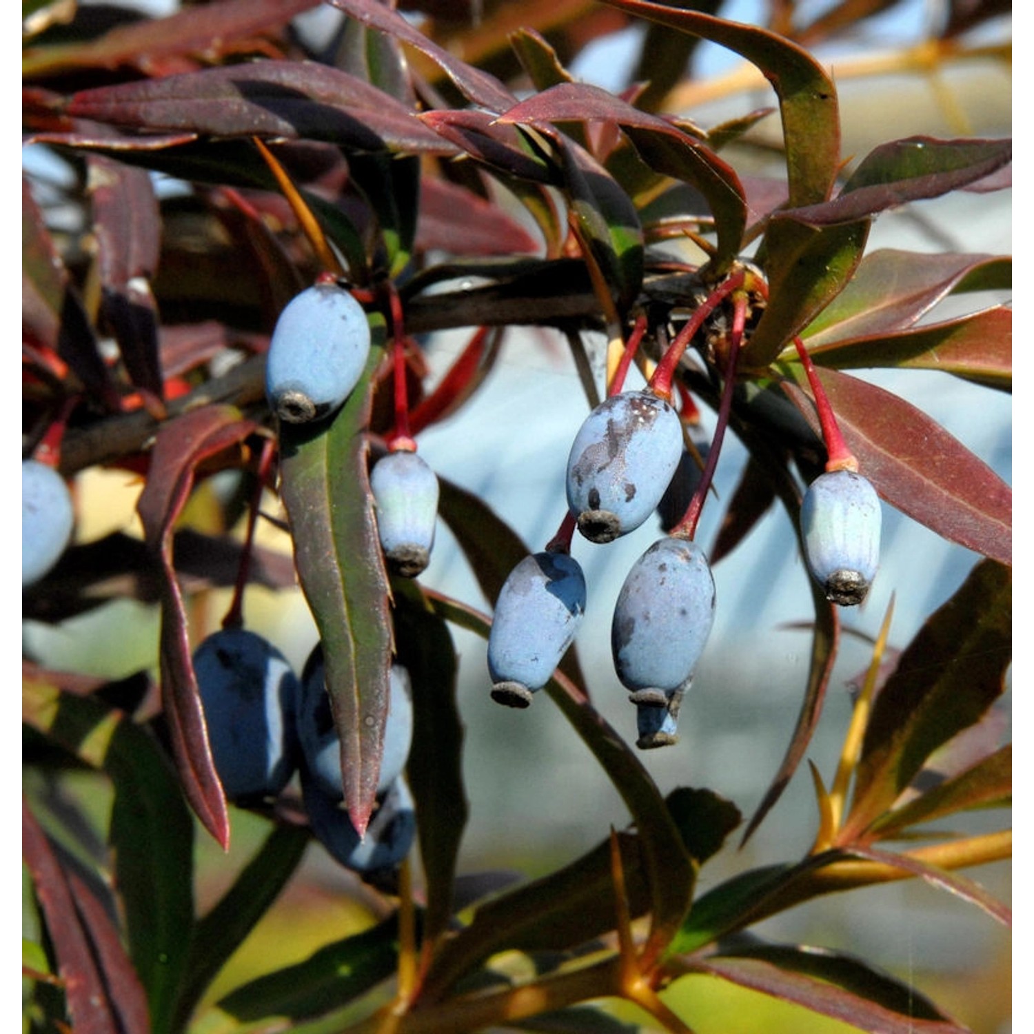 Schwarze Berberitze - Lanzenberberitze 40-50cm - Berberis gagnepainii günstig online kaufen