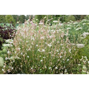 Gaura Lindheimeri 'Gambit White' im Garten, weiße Blüten der Prachtkerze im Beet.