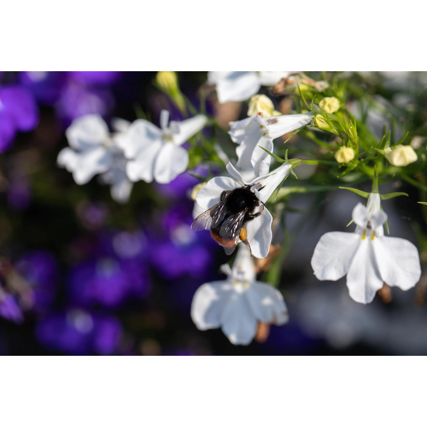Nahaufnahme einer weißen Männertreu Blüte mit einer Hummel, GROW by OBI Sommerpflanze.