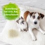 Bactador Spray mit Katze und Hund auf Teppich mit Fleck. Geruchs- und Fleckenentferner.
