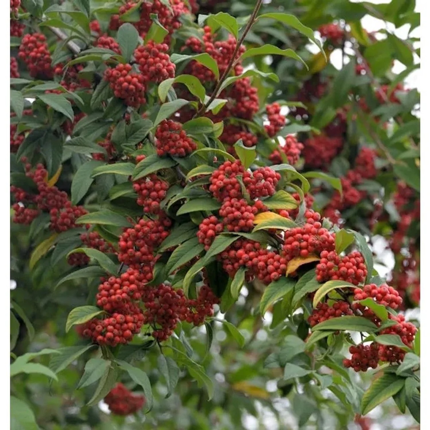Wintergrüne Baummipel Cornubia 100-125cm - Cotoneaster watereri