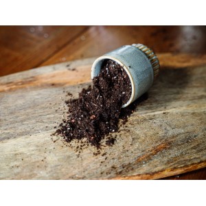 Westland Zimmerpflanzenerde Torffrei mit Seramis 8 l