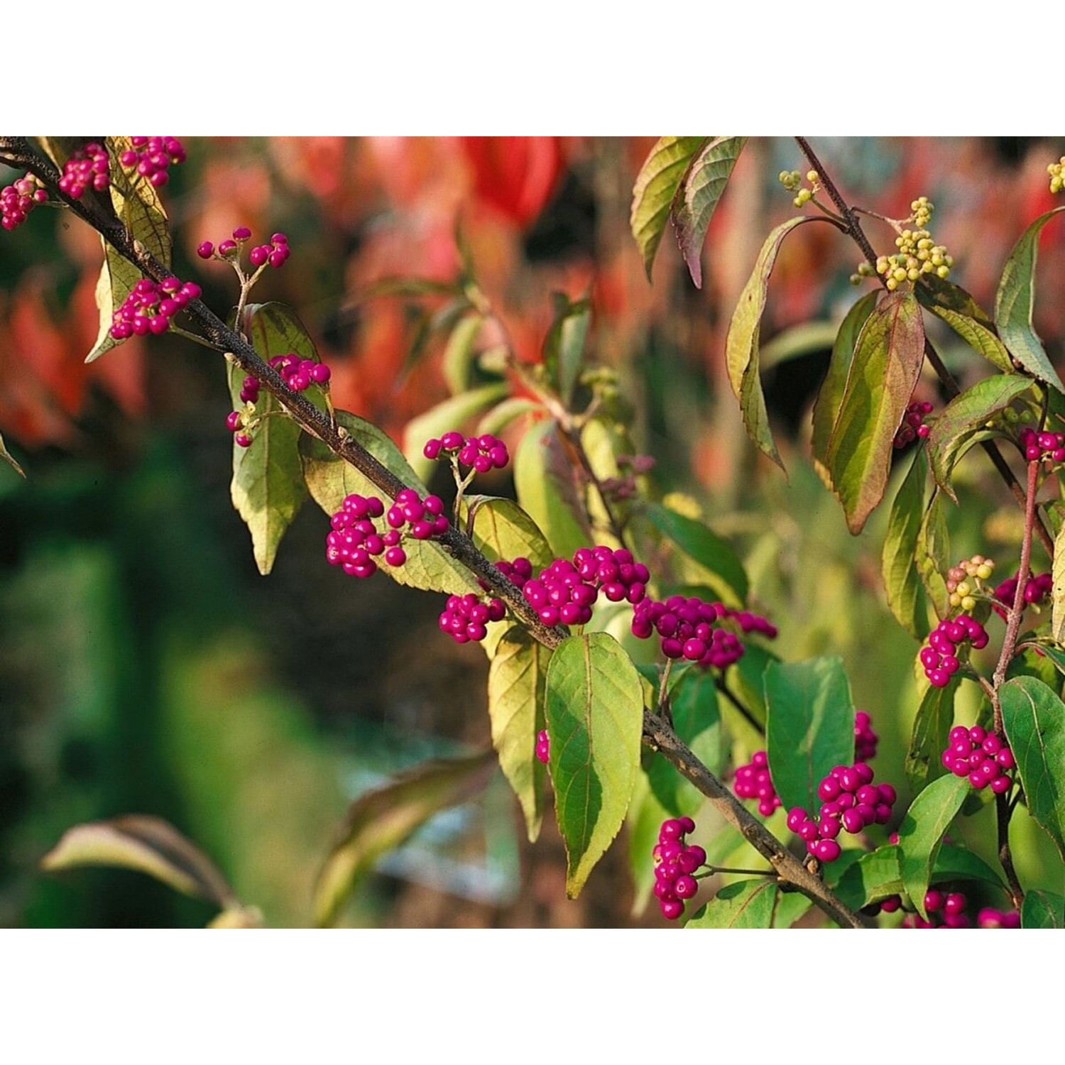 Callicarpa Dichotoma Issai mit violetten Beeren an einem Strauch. Schönfrucht im Detail.
