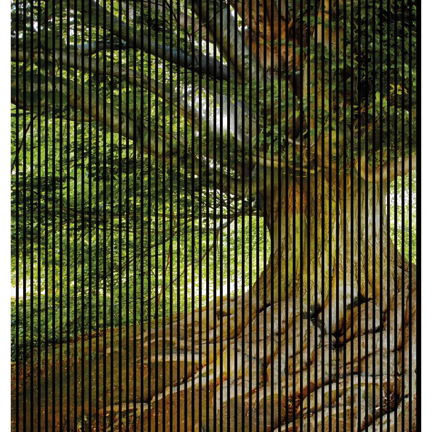 FN Acustico Akustikplatte Baum 1 PET u. MDF Foliert 2.253 x 19 x 2.400 mm