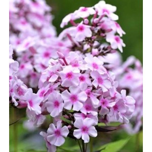 Nahaufnahme der Wiesen-Flammenblume Delta (Phlox Maculata) mit zartrosa Blüten.