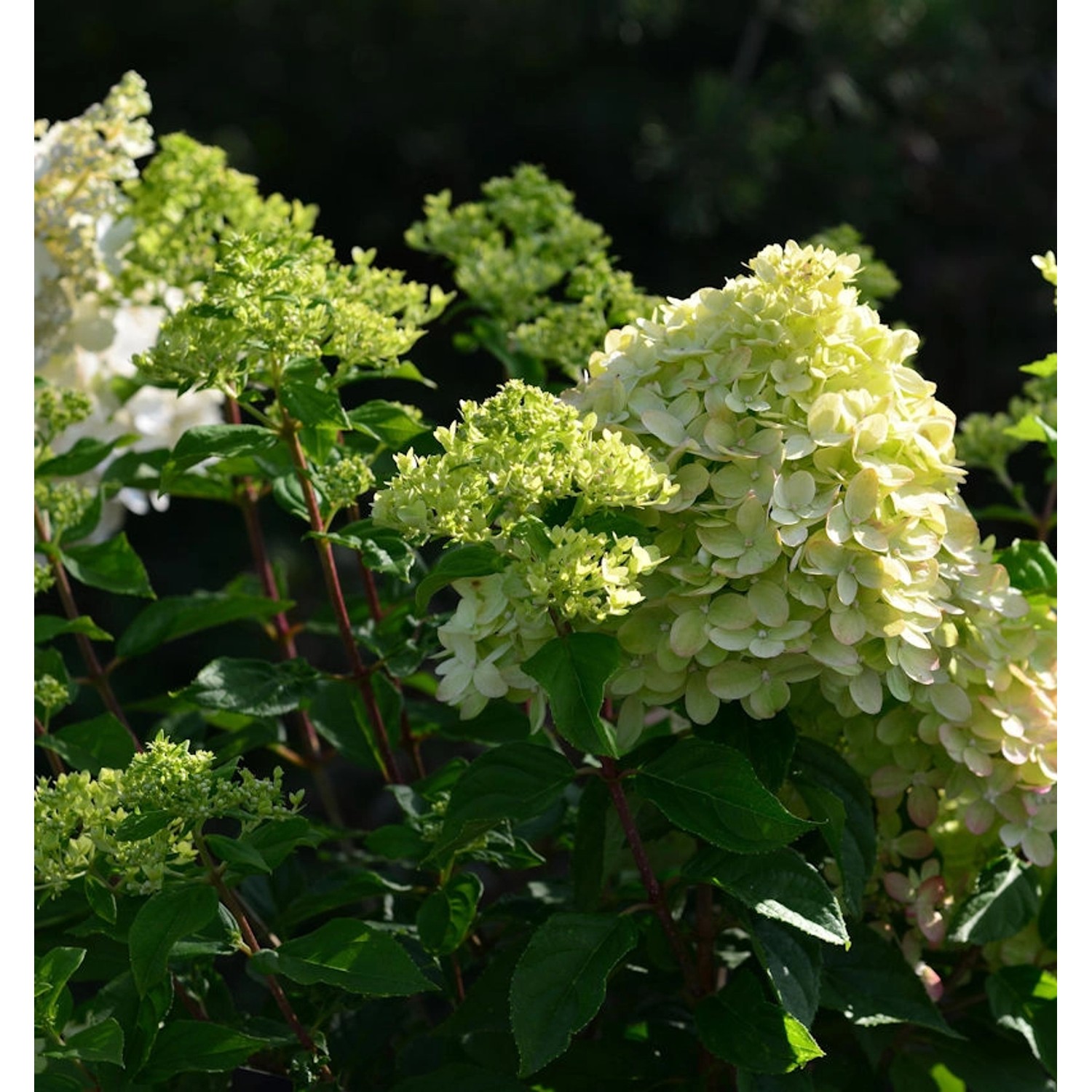 Rispenhortensie Little Lime 25-30cm - Hydrangea paniculata günstig online kaufen