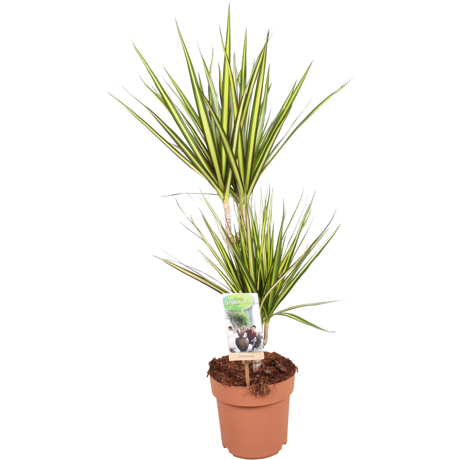 Drachenbaum Dracaena Topf 17 cm kaufen bei OBI