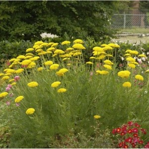 Gelb blühende Schafgarbe (Achillea filipendulina) im Gartenbeet.