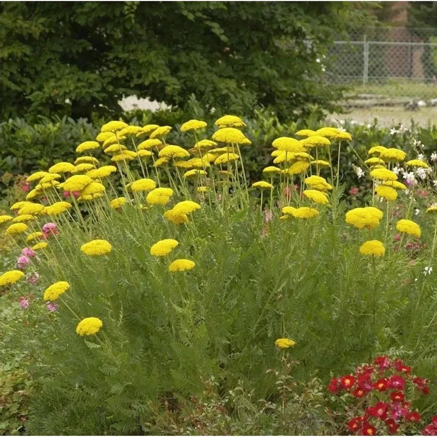 Schafgarbe - Achillea filipendulina