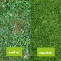 Vorher-Nachher-Vergleich: Rasen mit Unkraut vs. Rasen nach Behandlung mit Universal-Rasenunkrautfrei.