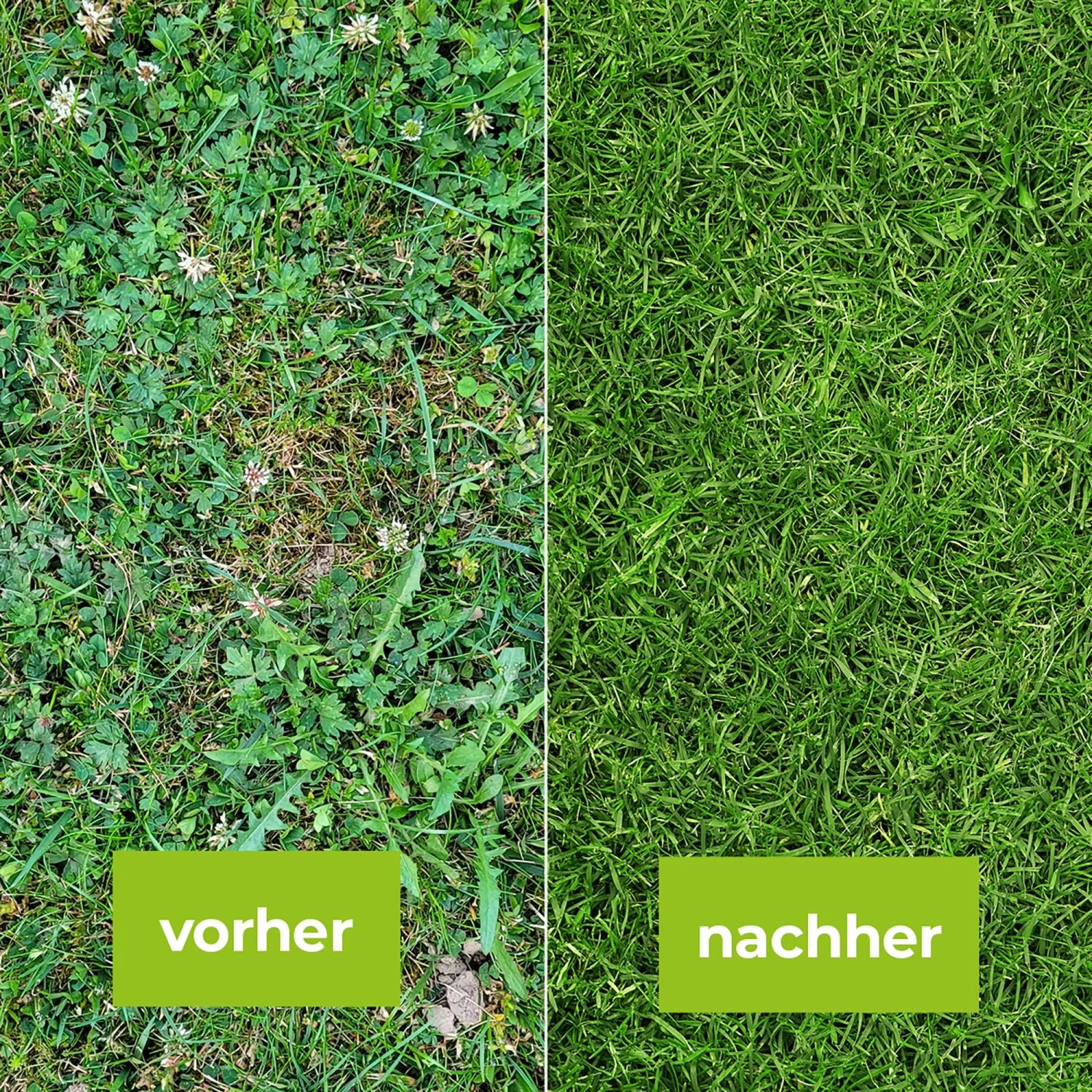 Vorher-Nachher-Vergleich: Rasen mit Unkraut vs. Rasen nach Behandlung mit Universal-Rasenunkrautfrei.