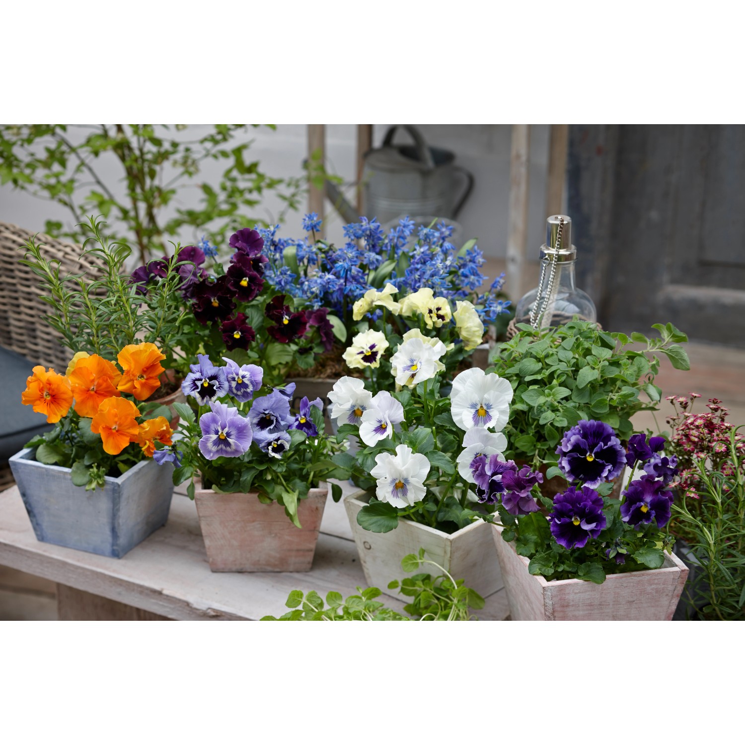 Verschiedenfarbige Blu Bio-Stiefmütterchen (Viola wittrockiana) in Töpfen, essbare Blüten.