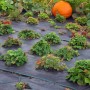 Schwarze Aquagart Unkrautfolie 100g, 1m breit, im Garten mit Pflanzen und Kürbis.