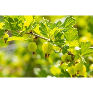 Grüne Stachelbeeren der Sorte Hinnonmäki Grün an einem Strauch im Garten.