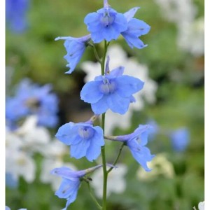Blauer Rittersporn Cliveden Beauty (Delphinium belladonna) im Detail.