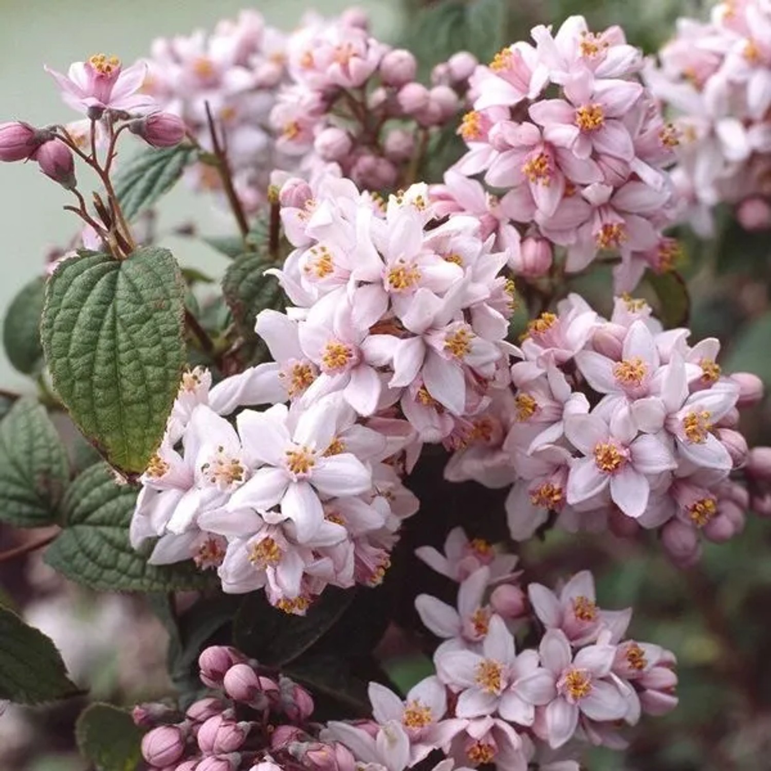 Deutzie 'Mont Rose' Deutzia hybrida 60 bis 80 cm im Container Reichblühend