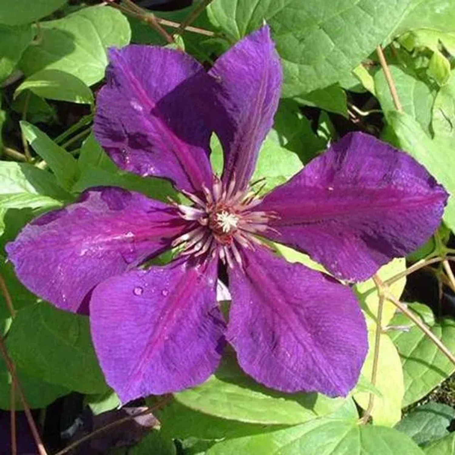 Waldrebe 'Gipsy Queen' Clematis 50 bis 60 cm im Container Tiefviolette Blüten
