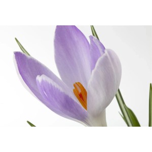 Nahaufnahme einer lila Safrankrokus-Blüte (Crocus Sativus) mit orangefarbenen Staubfäden.