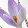 Nahaufnahme einer lila Safrankrokus-Blüte (Crocus Sativus) mit orangefarbenen Staubfäden.