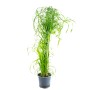 Grünes Zyperngras Cyperus alternifolius im Topf, ca. 55 cm hoch. Wasserliebende Grünpflanze.