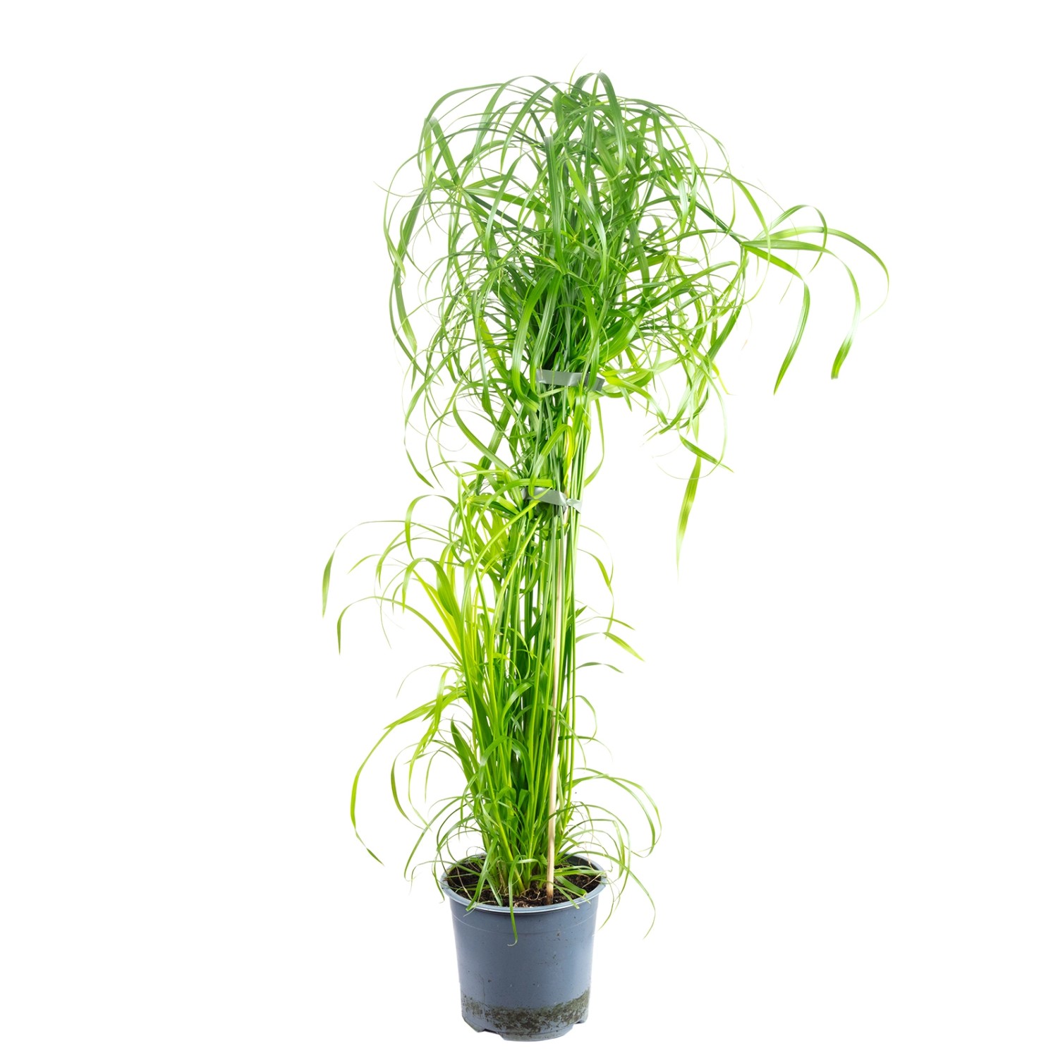 Value Greens Wasserliebendes Zyperngras  Cyperus Alternifolius  ca. 55 cm H günstig online kaufen