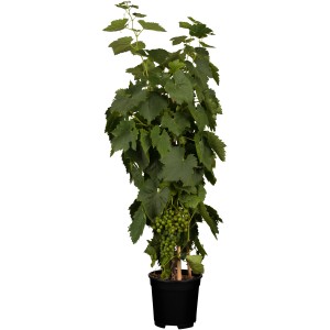 Weinrebe 'Hellgelb' im Topf mit grünen Blättern und hellen Trauben. Ideal für Garten und Balkon.