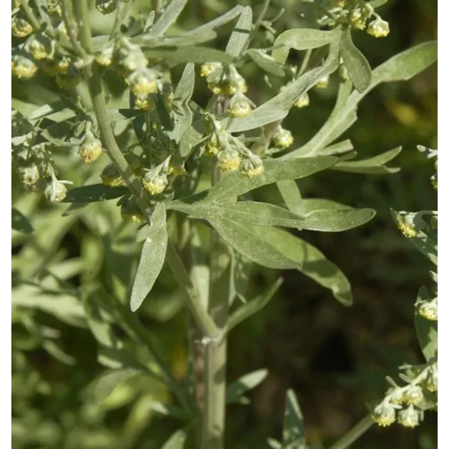 Wermut - Artemisia absinthium