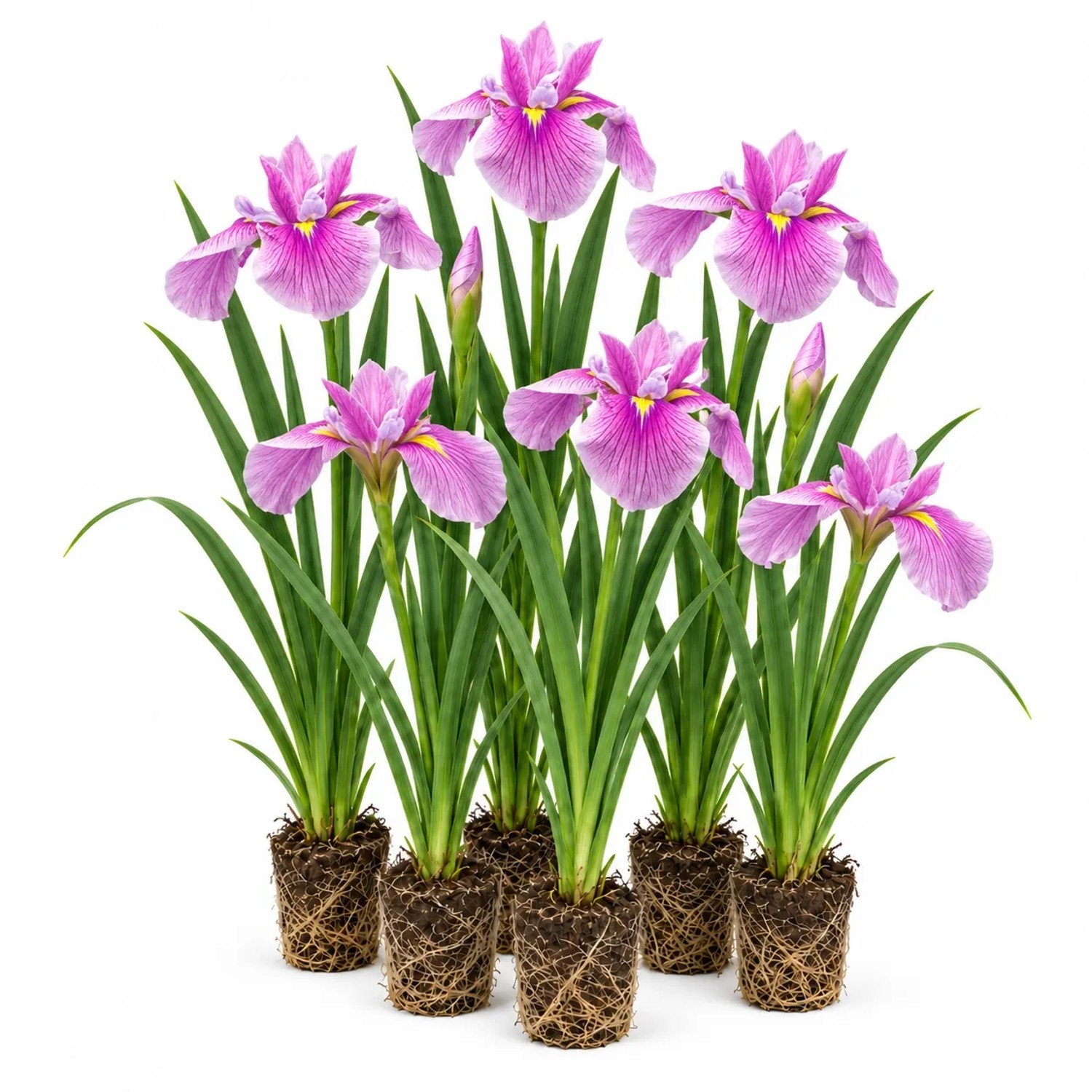 Vdvelde Rosa Schwertlilie   Iris Laevigata   12 Pflanzen