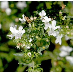 Nahaufnahme von Winterbohnenkraut (Satureja montana) mit weißen Blüten.