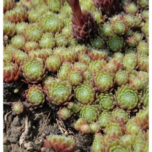 Nahaufnahme von Dachwurz Mahagoni (Sempervivum), grüne Rosetten mit roten Spitzen.