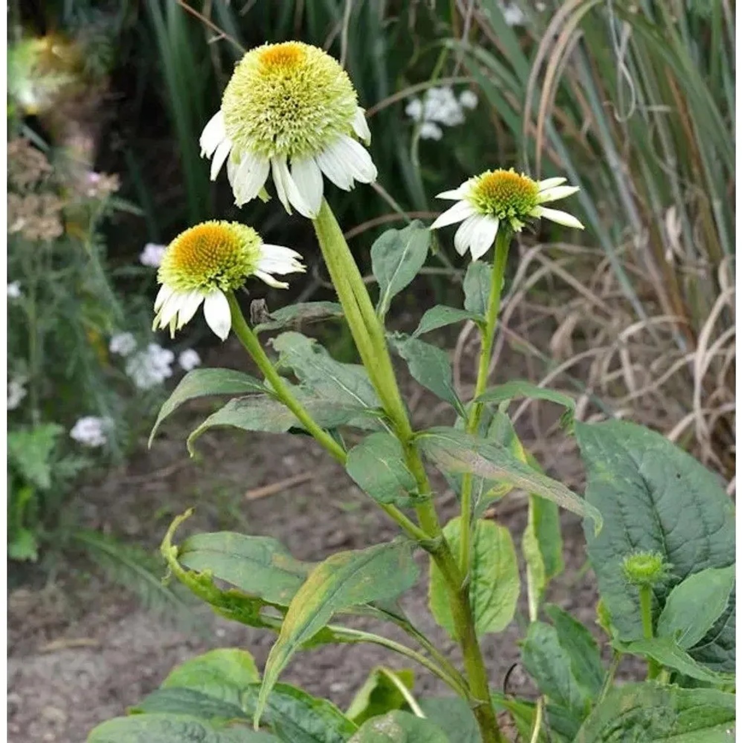 Sonnenhut 'Milkshake': Echinacea Staude mit weißen Blüten und gelber Mitte im Garten.