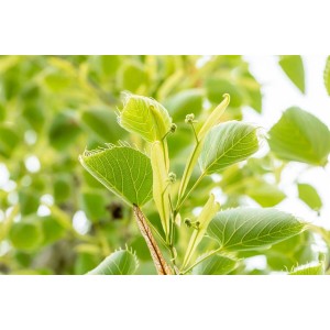 Nahaufnahme der gezackten Blätter und Blütenknospen einer Henrys Linde (Tilia Henryana).