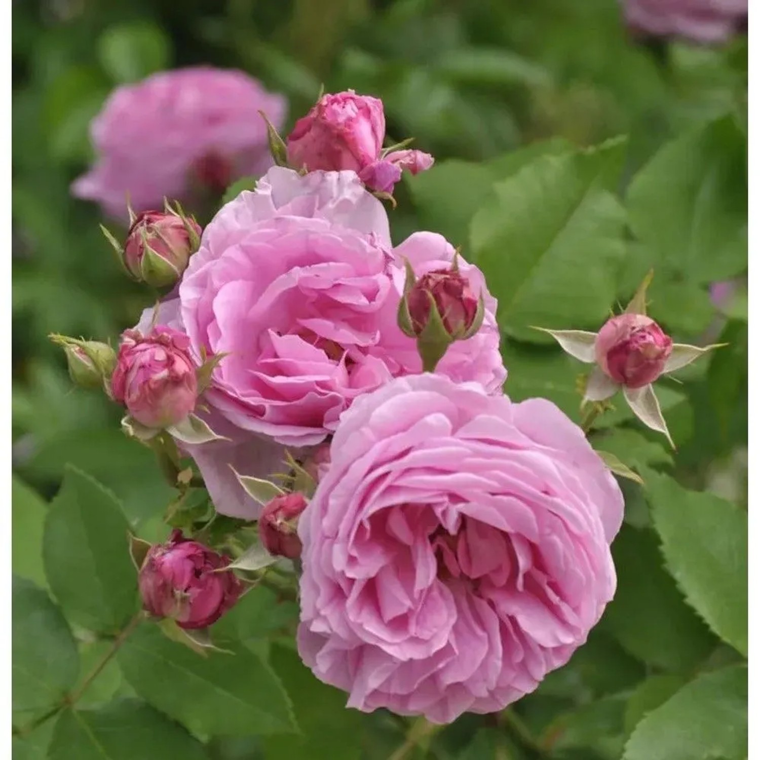 Historische Rose Louise Odier 30-60cm