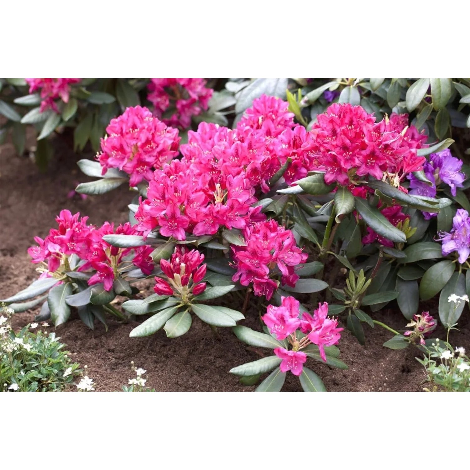 Buschiger Rhododendron Nova Zembla mit leuchtend roten Blüten und dunkelgrünem Laub.