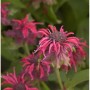 Nahaufnahme der roten Blüte der Indianernessel Adam (Monarda fistulosa).