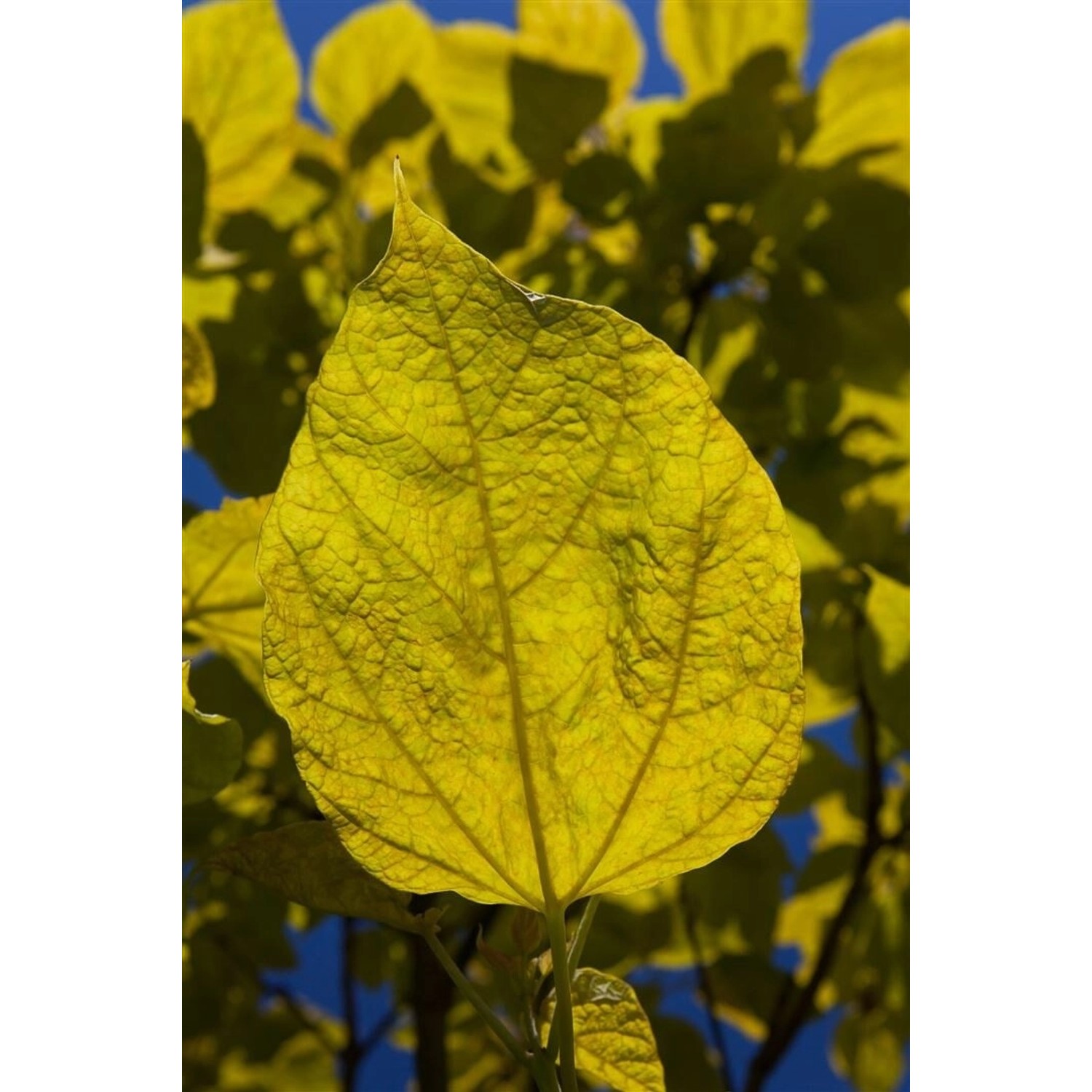 Catalpa Bignonioides Aurea Trompetenbaum Goldgelb 100–125 cm günstig online kaufen
