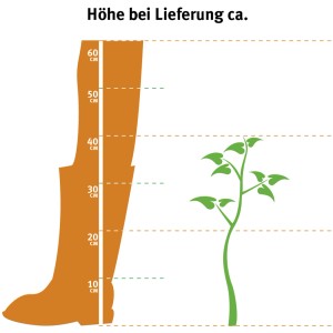 Illustration: Heidelbeere Elisabeth, ca. 30-40cm hoch bei Lieferung. Größenvergleich.
