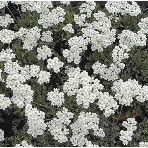 Silber Garbe (Achillea kolbiana) Staude mit weißen Blüten und silbernem Laub.