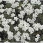 Silber Garbe (Achillea kolbiana) Staude mit weißen Blüten und silbernem Laub.