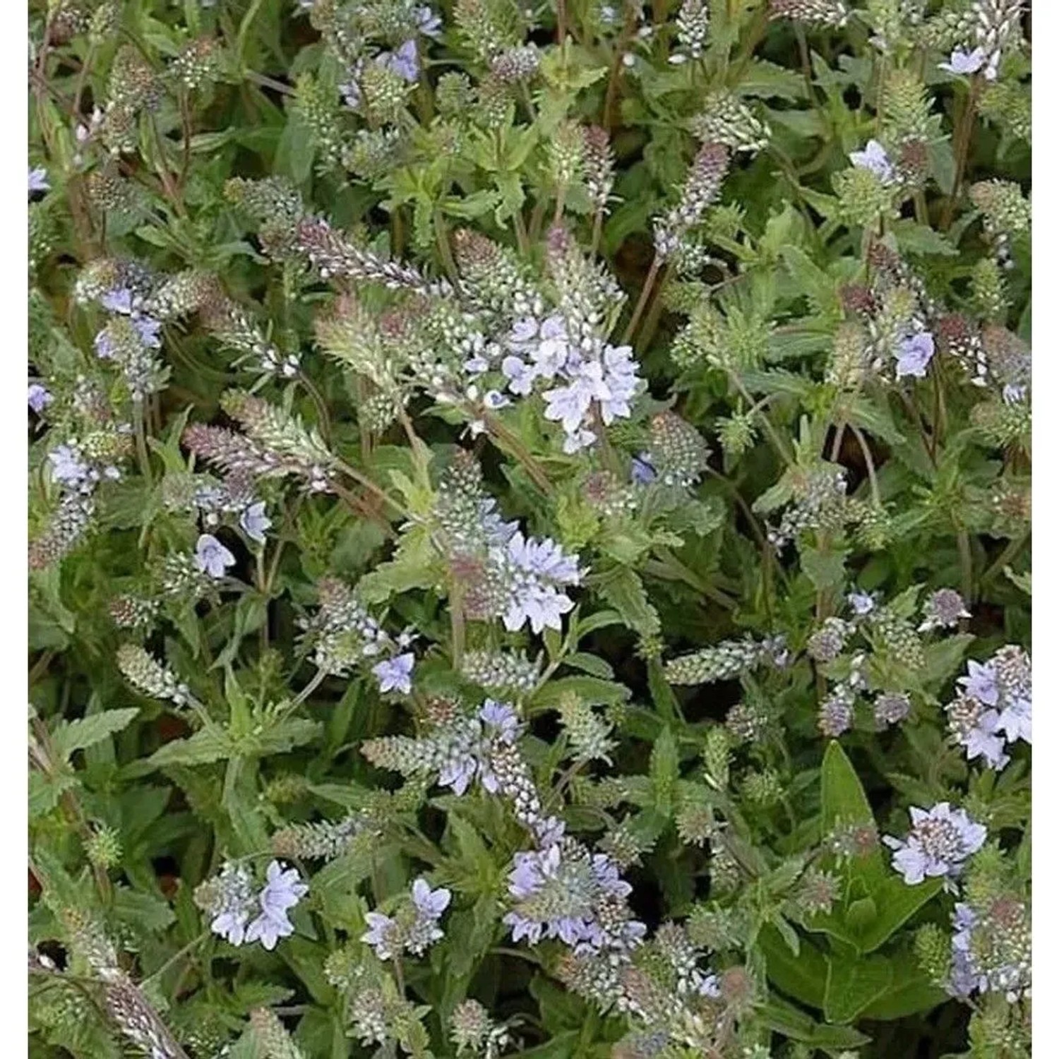 Niederliegender Garten Ehrenpreis - Veronica prostrata
