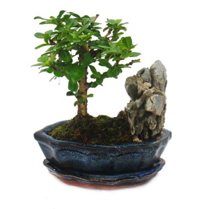 Exotenherz Bonsai Fukientee (Carmona Microphylla) mit Felslandschaft im Topf, ca. 6 Jahre alt.