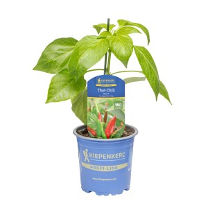 Kiepenkerl Chili-Paprika "Faja" Topf-Ø ca. 10,5 cm Capsicum frutescens
