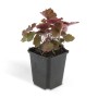 Purpurglöckchen 'Palace Purple' im 9cm Topf, ein Bodendecker mit violett-roten Blättern.
