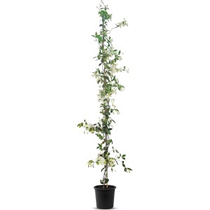 Toskanischer Jasmin (180-200cm) im Topf, eine immergrüne Kletterpflanze mit weißen Blüten.