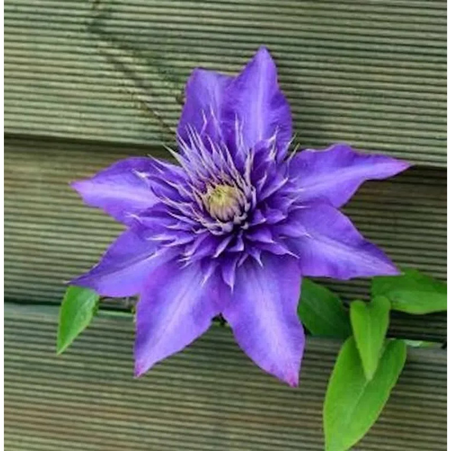 Waldrebe Multi Blue 40-60cm - Clematis