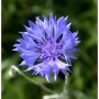 Kornblume - Centaurea cyanus