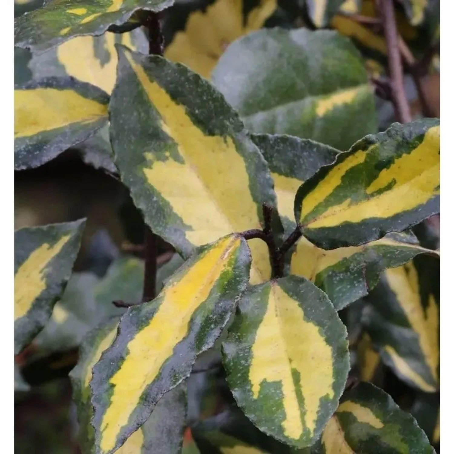 Hochstamm Buntlaubige Ölweide Maculata 80-100cm - Elaeagnus pungens