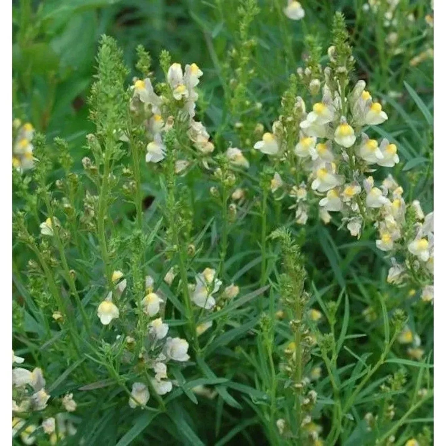 Italienisches Leinkraut Springside White - Linaria purpurea